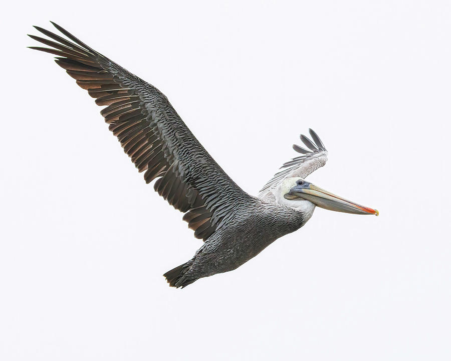 Brown Pelican #3 Photograph by Joe Fisher Brown Pelican #3 Photograph by Joe Fisher