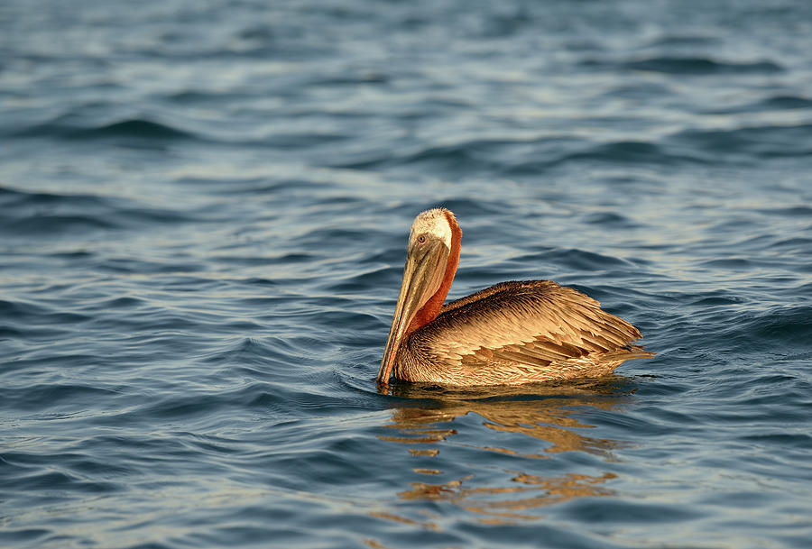 Brown Pelican, Pelecanus occidentalis, Elizabeth Bay, Isabela Island, Galapagos Islands, Ecuador #3 Photograph by Kevin Oke