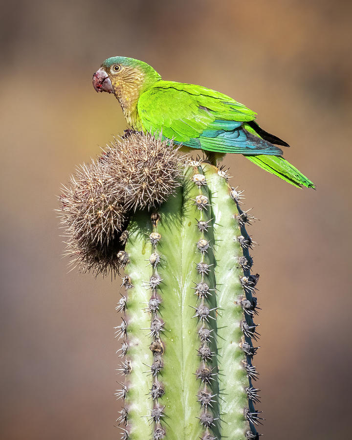 Brown Throated Parakeet Taganga Magdalena Colombia #3 Photograph by Adam Rainoff