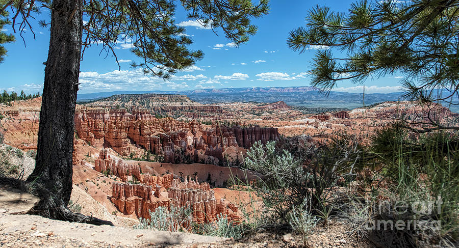 Bryce Canyon National Park  #3 Photograph by David Oppenheimer