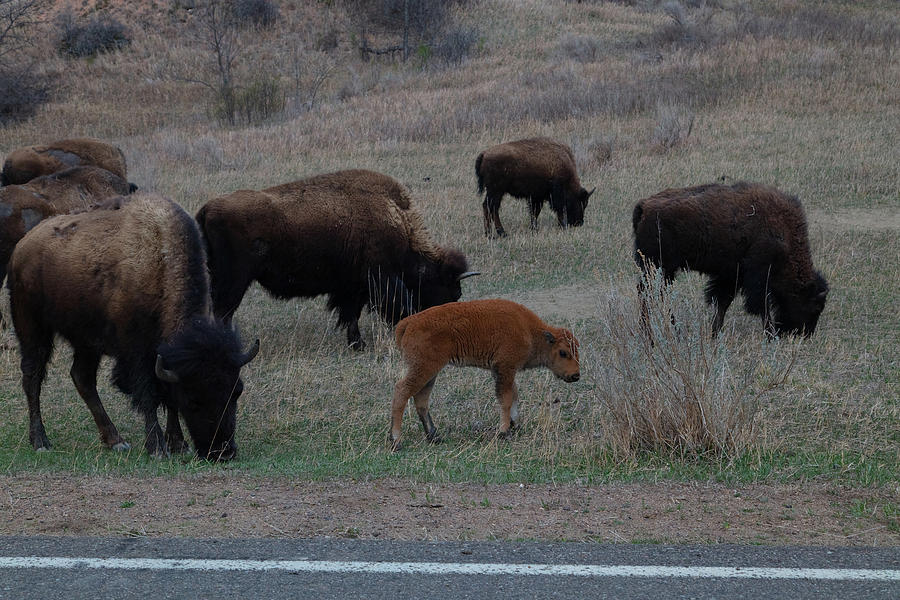 Buffalo calf at Theodore Roosevelt National Park in North Dakota #3 Photograph by Eldon McGraw