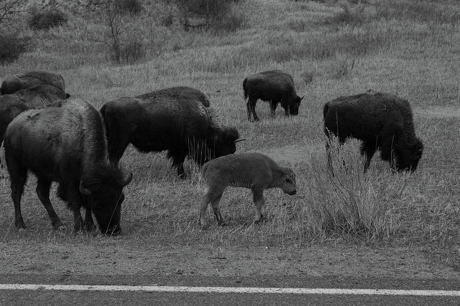 Buffalo calf at Theodore Roosevelt National Park in North Dakota in black and white #3 Photograph by Eldon McGraw