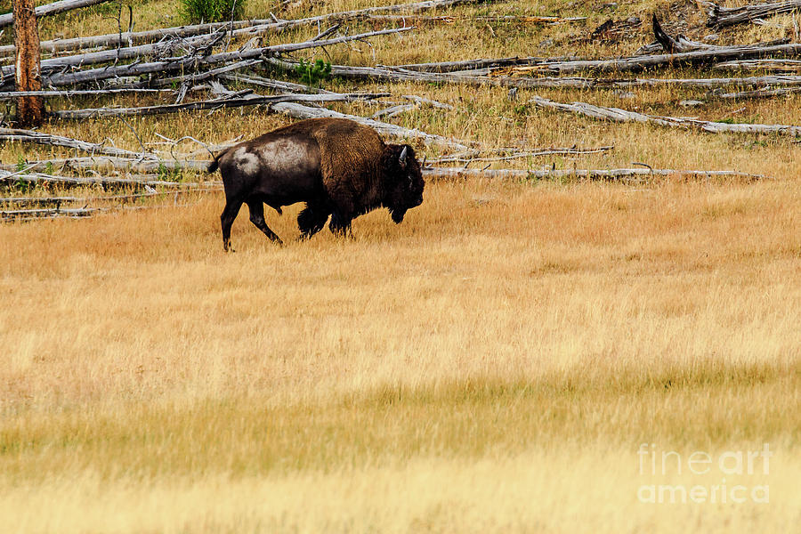 Buffalo Yellowstone National Park #3 Photograph by Ben Graham