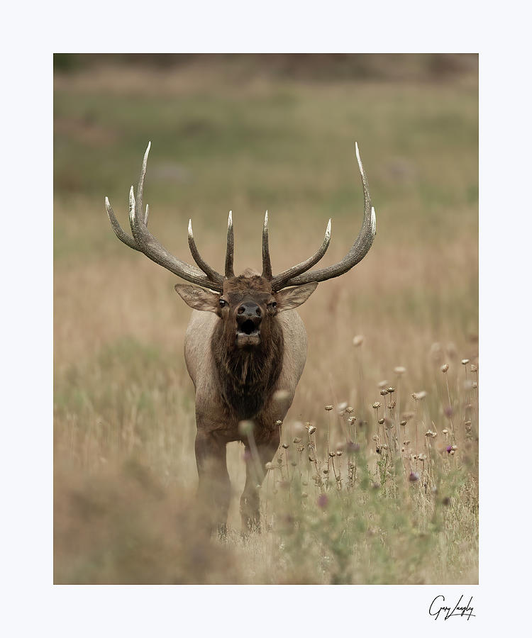 Bull Elk Bugling #3 Photograph by Gary Langley