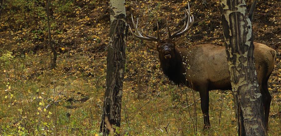 Bull Elk Estes Park CO 2020 Anna R Tate #3 Photograph by Anna Tate - Pixels