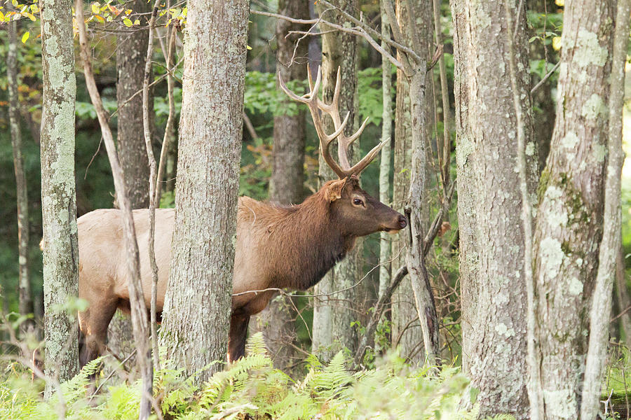 Bull Elk Photograph by Jeannette Hunt