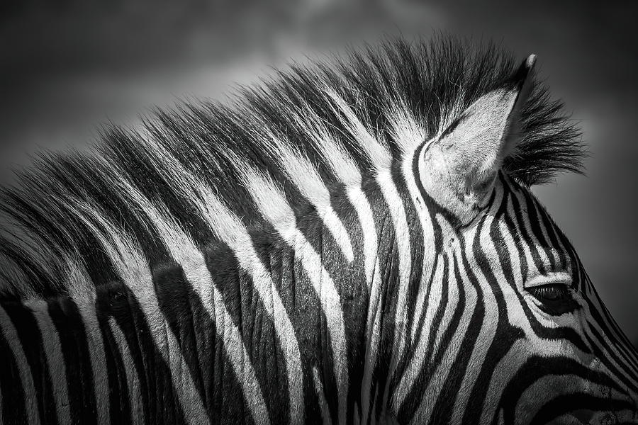 Burchelles Zebra #10 Photograph by Keith Carey