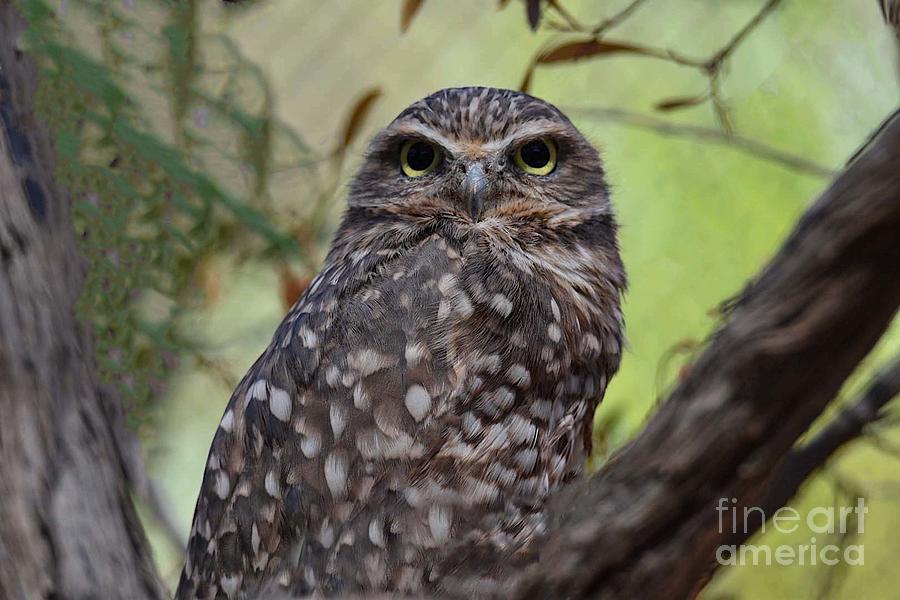 Burrowing Owl #3 Digital Art by Tammy Keyes