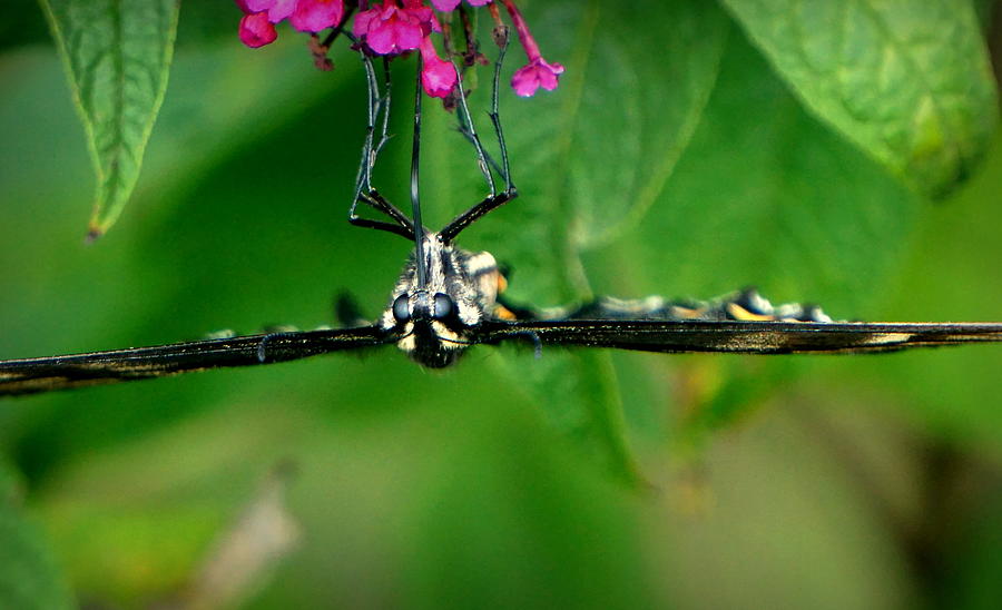 Butterfly #3 Photograph by Caryn La Greca
