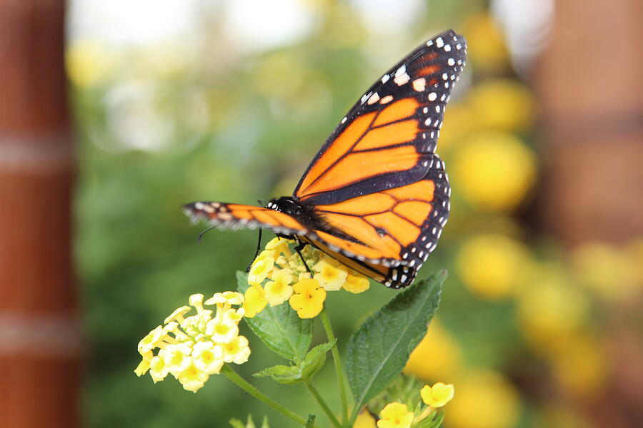 Butterfly #3 Photograph by John Walsh Butterfly #3 Photograph by John Walsh