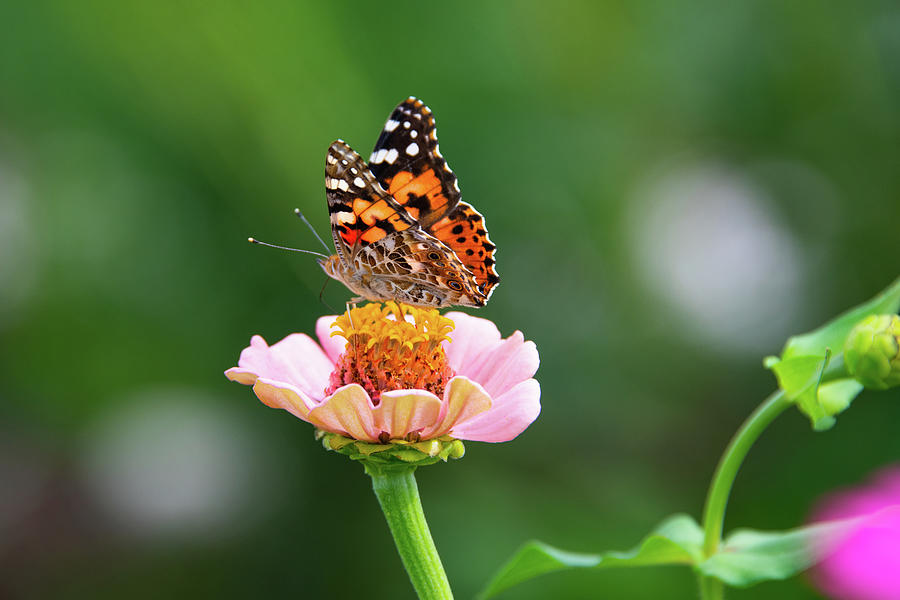 Butterfly-pink flower-Howard County Indiana Photograph by William ...