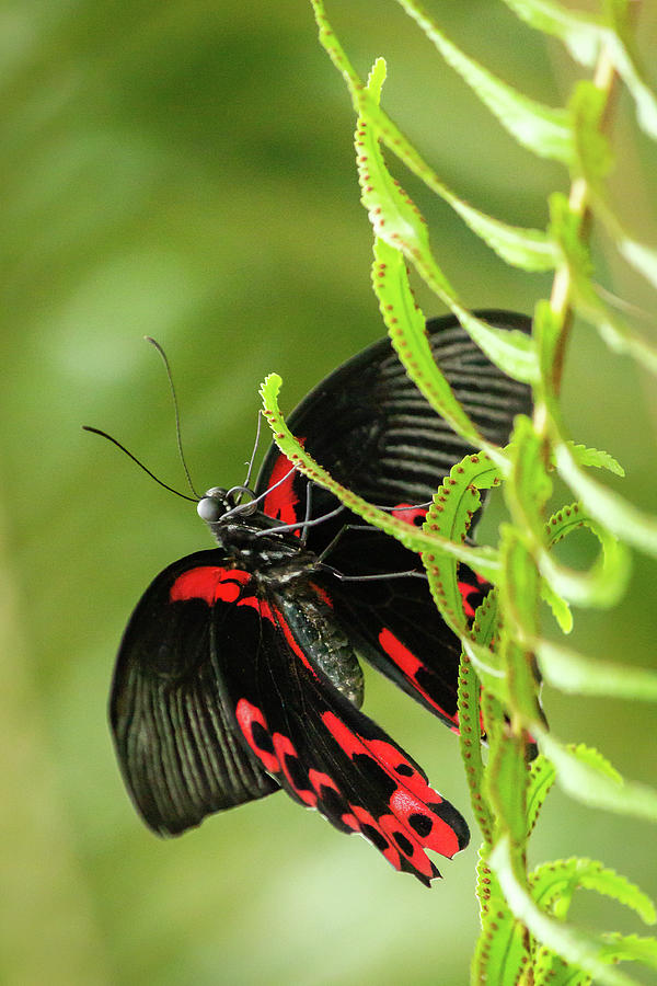 Butterfly red markings on black #3 Photograph by SAURAVphoto Online Store