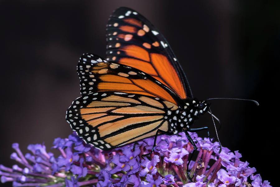 Butterfly Photograph - International Traveler by Kathryn by Photography By Phos3 Kathryn Parent and Dave Paddick