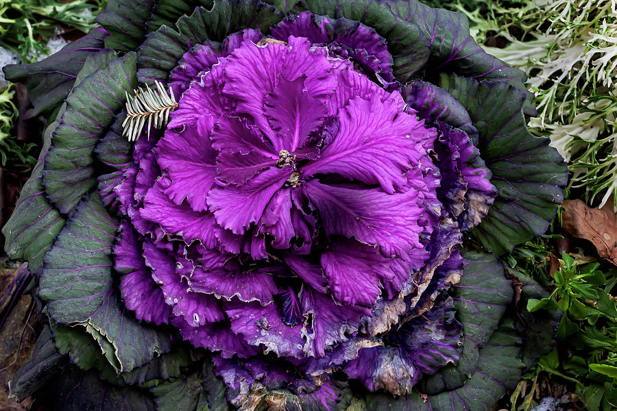 Cabbage #3 Photograph by Robert Ullmann