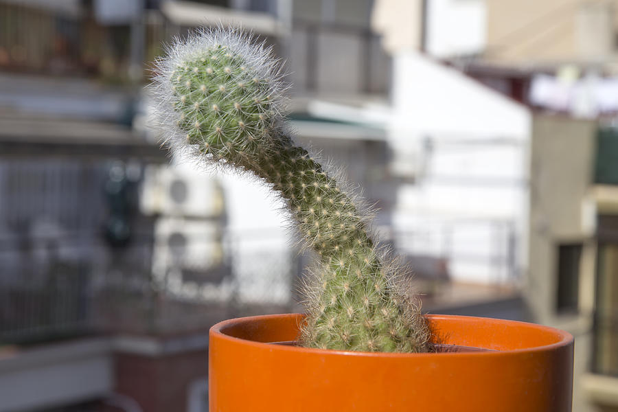 Cactus with penis shape #3 Photograph by Fernando Trabanco Fotografía