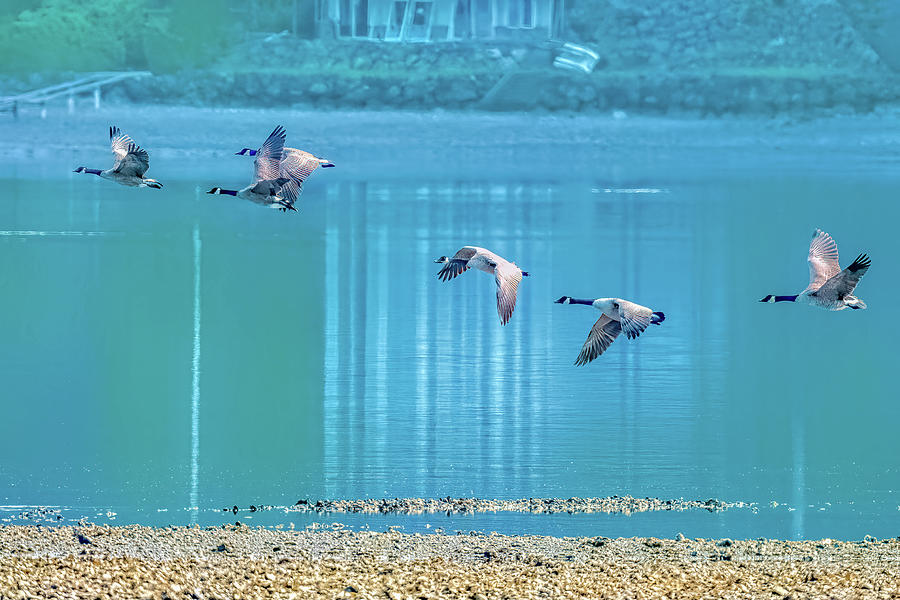Canada Geese #3 Photograph by Timothy Anable