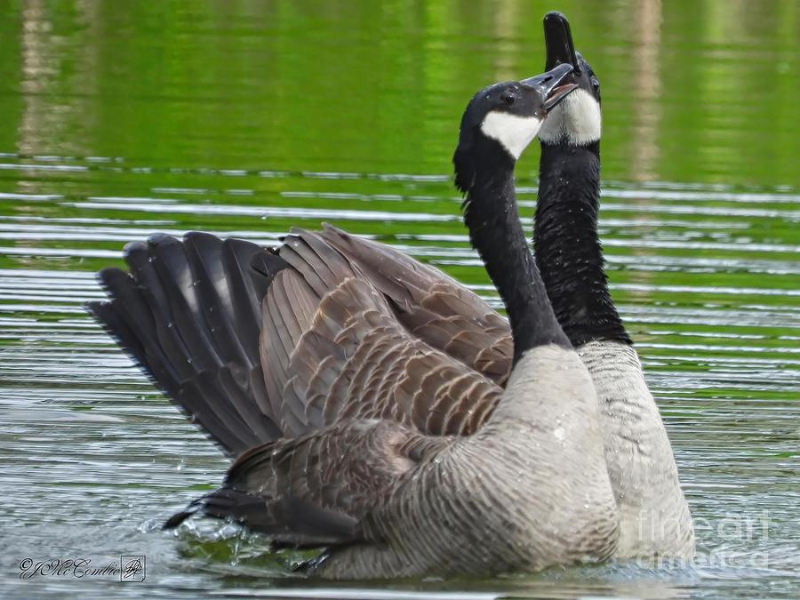 Canada Goose Couple #2 Photograph by J McCombie