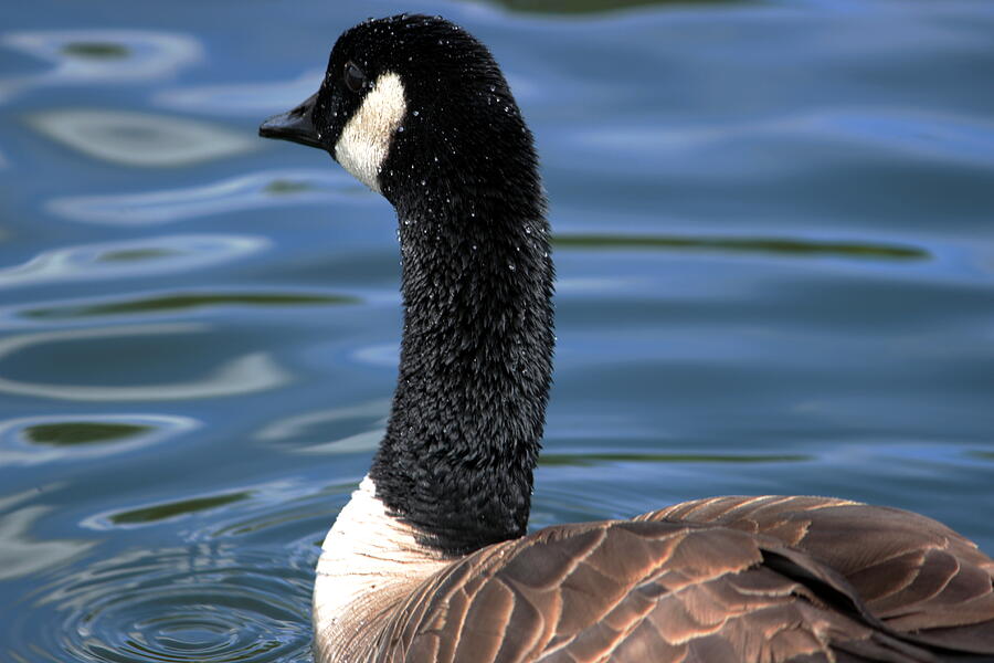 Canada goose #3 Photograph by Jean Evans