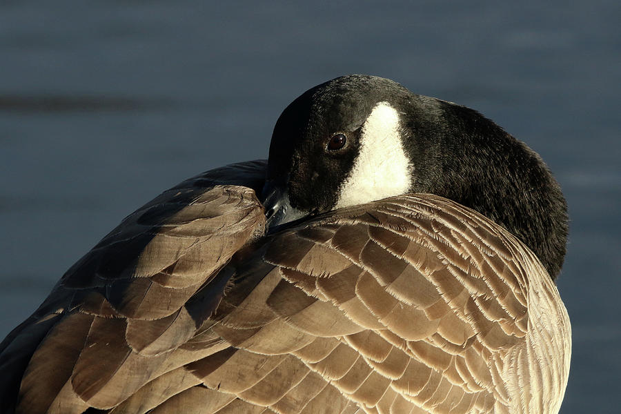 Canada goose hotsell new york