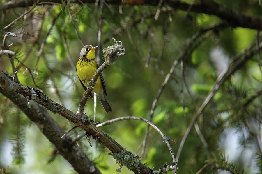 Canada Warbler #3 Photograph by Brook Burling