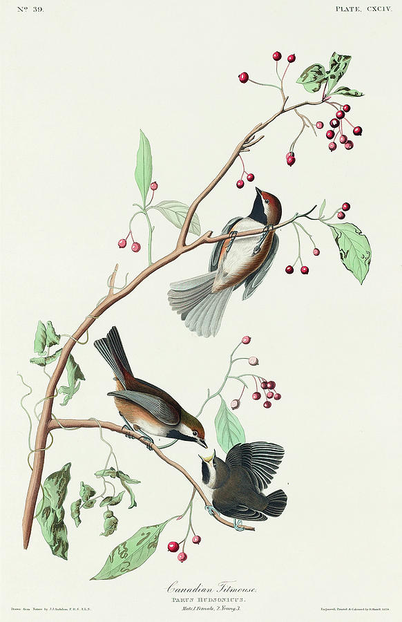 Audubon Birds Drawing - Canadian Titmouse #3 by John James Audubon