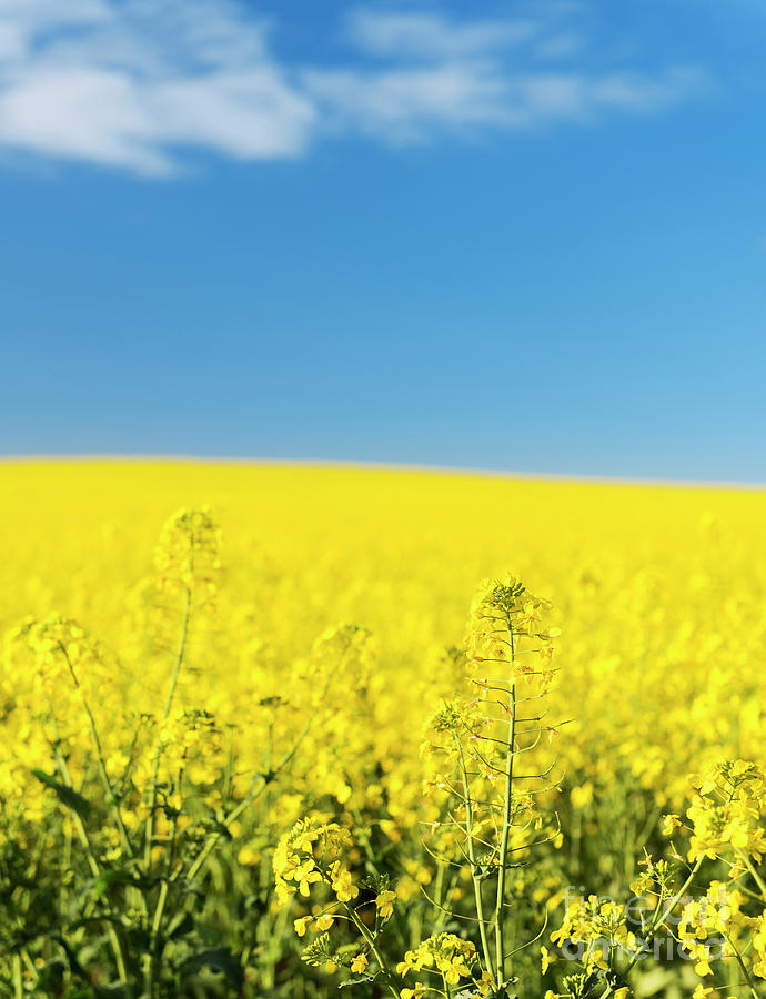 Canola Field #3 Photograph by THP Creative
