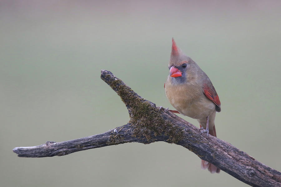 Cardinal #3 Photograph by Brook Burling
