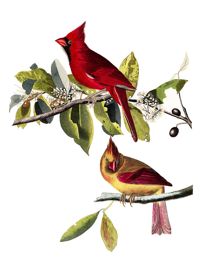 John James Audubon Painting - Cardinal Grosbeak #3 by Alexander Ivanov