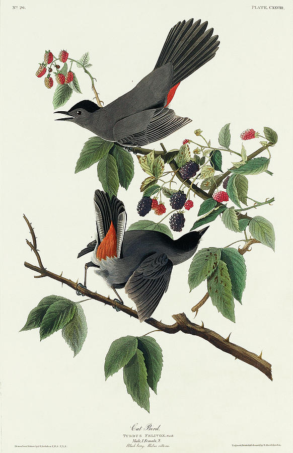 Audubon Birds Drawing - Cat Bird #3 by John James Audubon