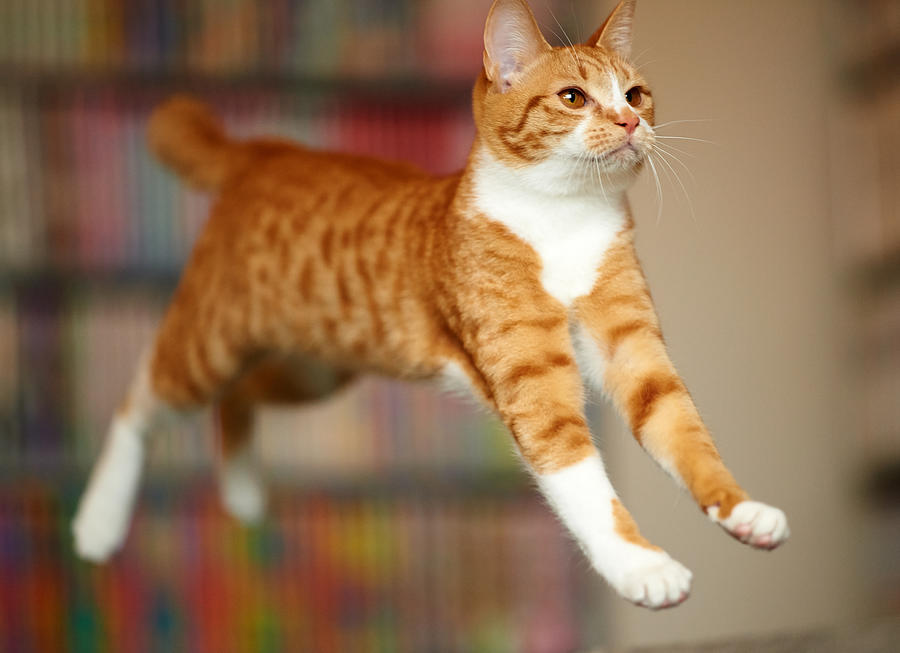 Cat Jumping #3 Photograph by Akimasa Harada
