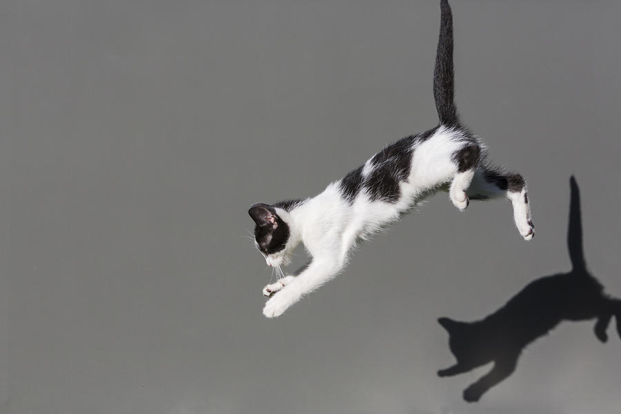 Cats Jumping #3 Photograph by © Tom Jasny