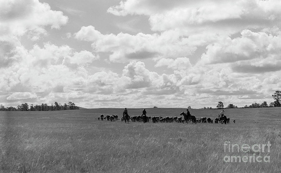 Cattle Drive, 1939 #3 Photograph by Arthur Rothstein