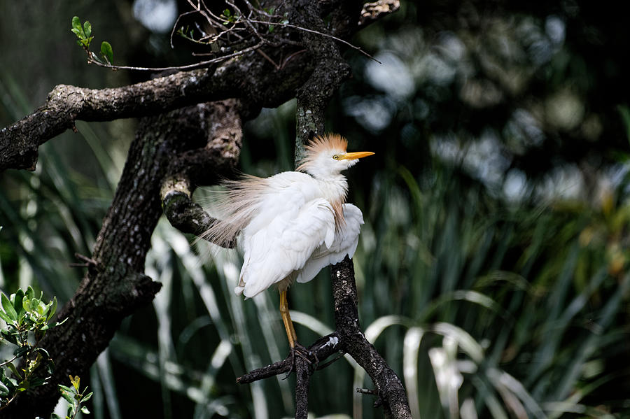 Cattle Egret #3 Photograph by Colin Hocking