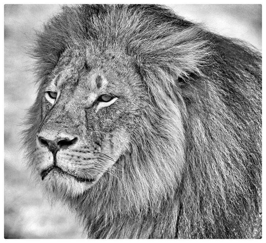 Cecil The Lion Photograph by Paula Joyce - Fine Art America