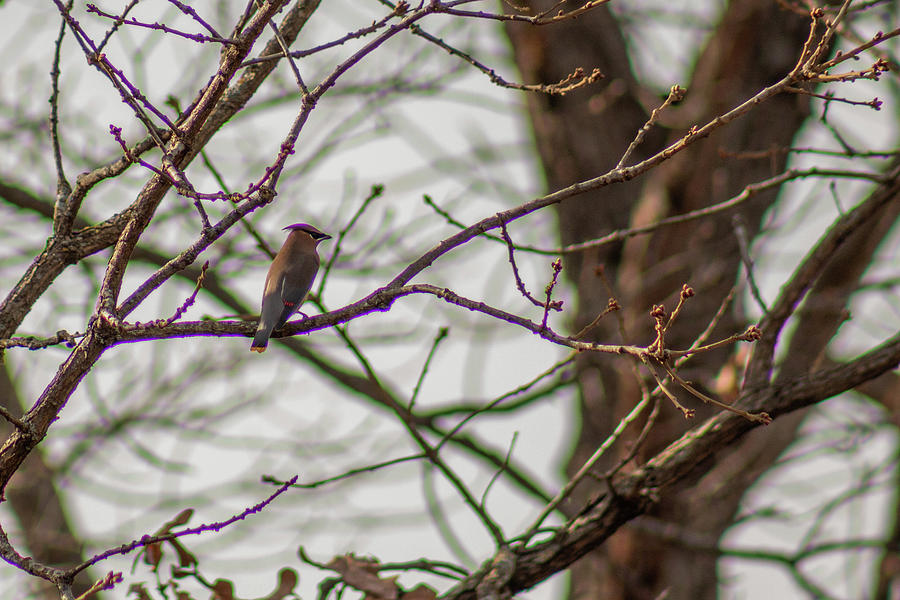 Cedar Waxwing In Tree by Michael Munster Cedar Waxwing In Tree by Michael Munster
