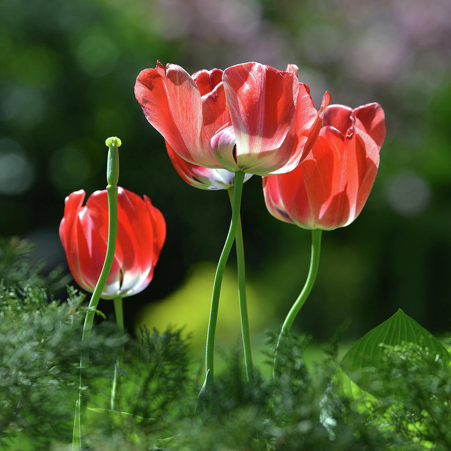 Charming tulips #3 Photograph by Yue Wang
