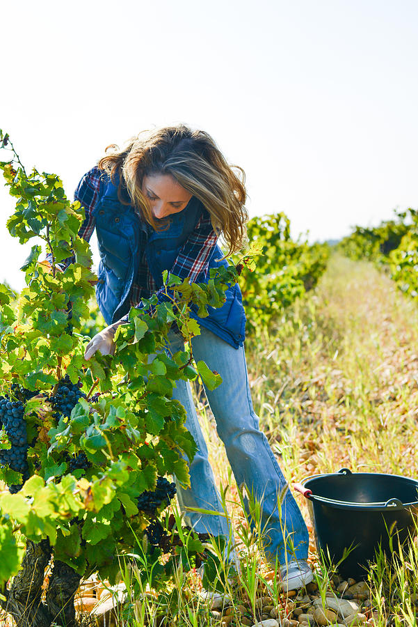 cheerful young woman harvesting grapes in vineyard during wine harvest season autumn- Cepage Grenache, Chateauneuf du Pape, cotes du Rhone, France #3 Photograph by Jean-Philippe WALLET