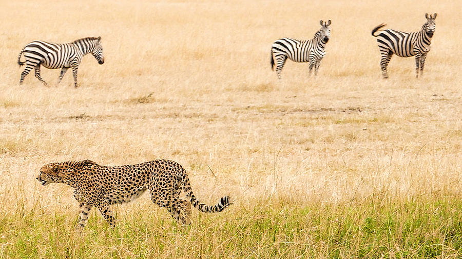 Cheetah - hunting #3 Photograph by 1001slide