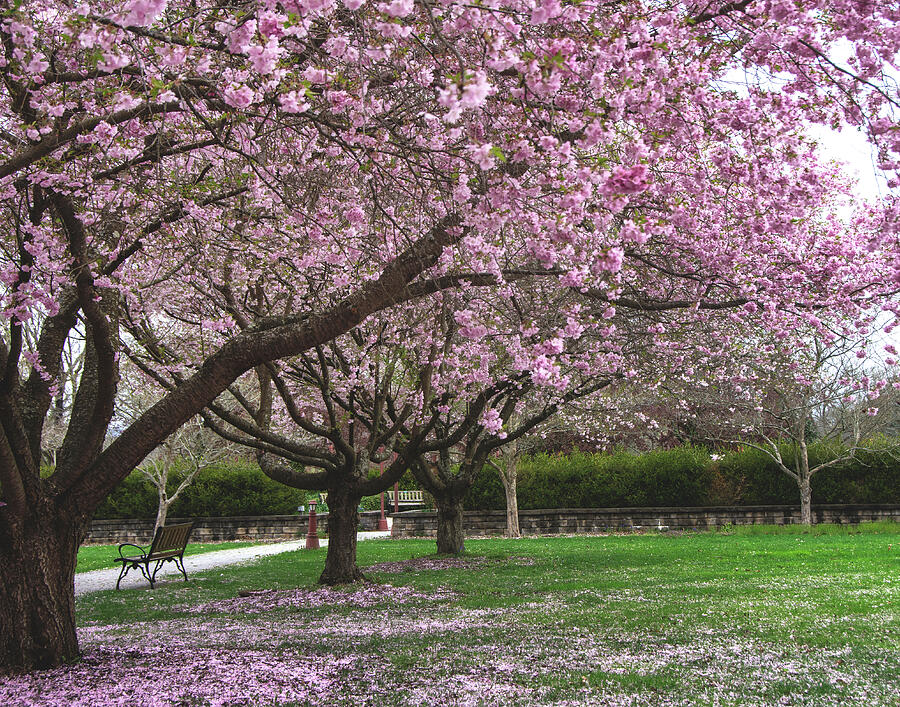 Cherry Blossoms #3 Photograph by Eleanor Bortnick - Fine Art America