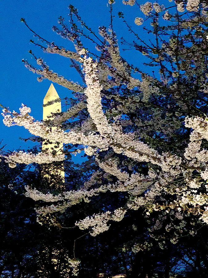 Cherry blossoms overlooking Washington monument 2 Photograph by Harsh Malik