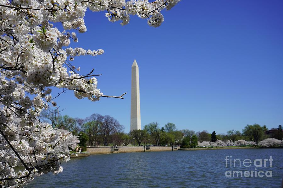 Cherry Blossoms Washington DC #3 Photograph by Annamaria Frost