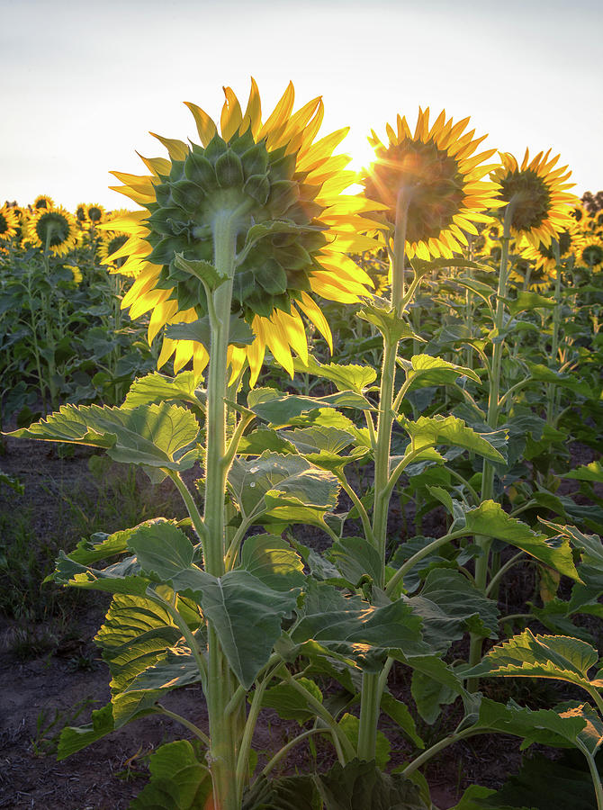 Children of the Sun Photograph by James Richman | Fine Art America