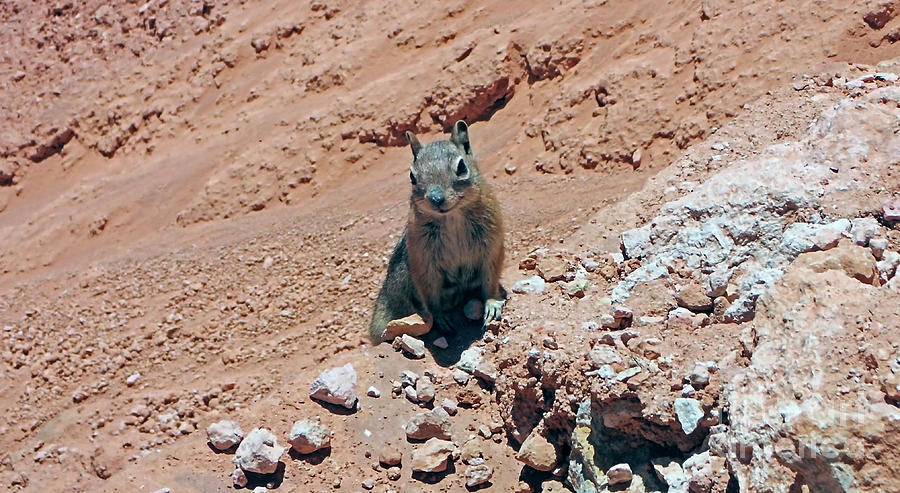 Chipmunk at Bryce Canyon National Park  #3 Photograph by David Oppenheimer