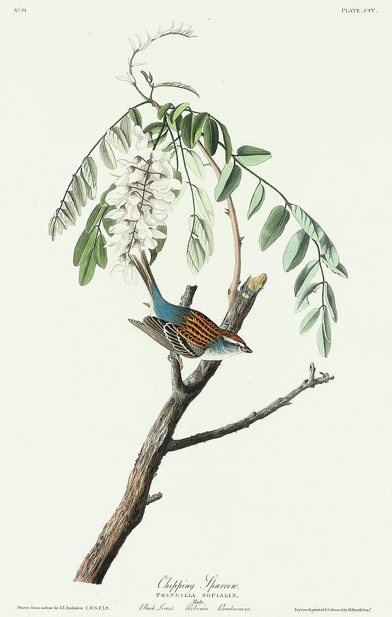 Audubon Birds Drawing - Chipping Sparrow #3 by John James Audubon