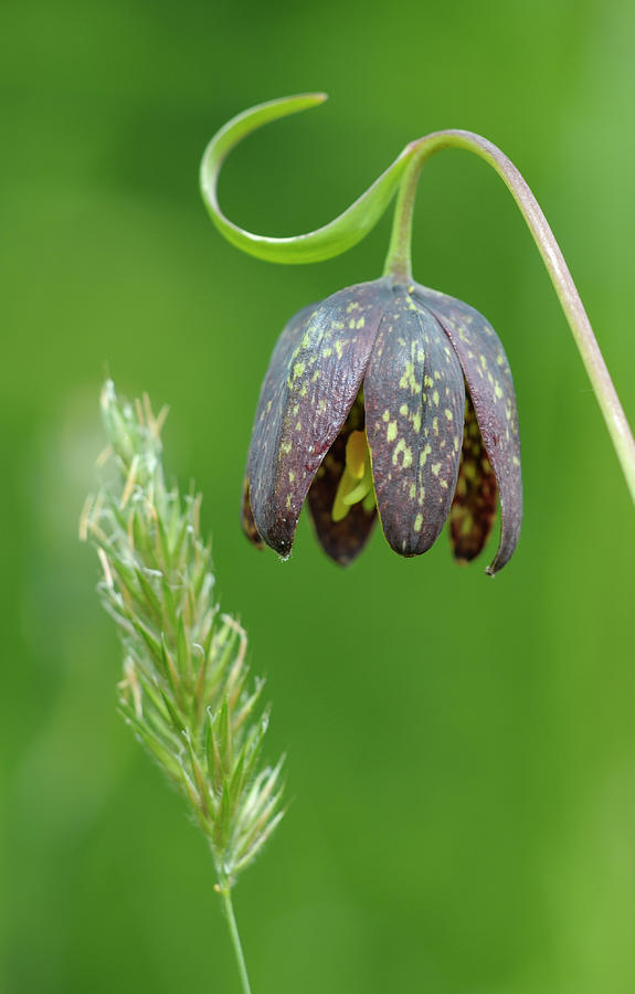Chocolate Lily Fritillaria affinis, Cowichan Valley, Vancouver Island, British Columbia #3 Photograph by Kevin Oke