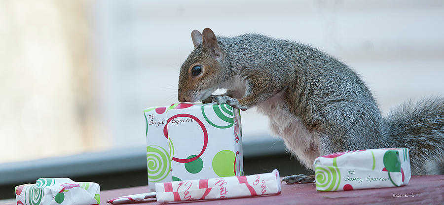 Christmas Squirrel #3 Photograph by Diane Giurco