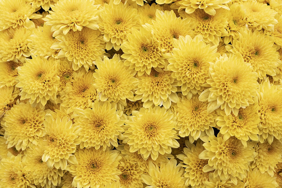 Chrysanthemum #3 Photograph by Andrew Dernie