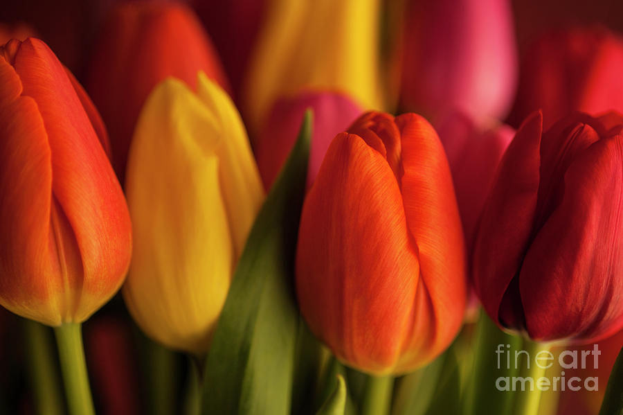 Close-up Of Multicolored Tulips With Window Light Photograph