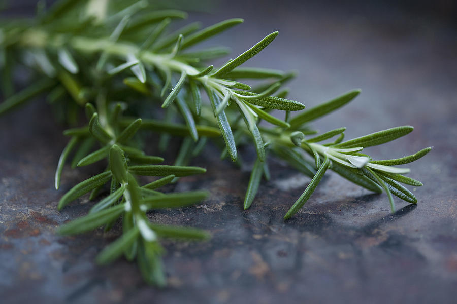 Close up of rosemary leaves #3 Photograph by Judith Haeusler