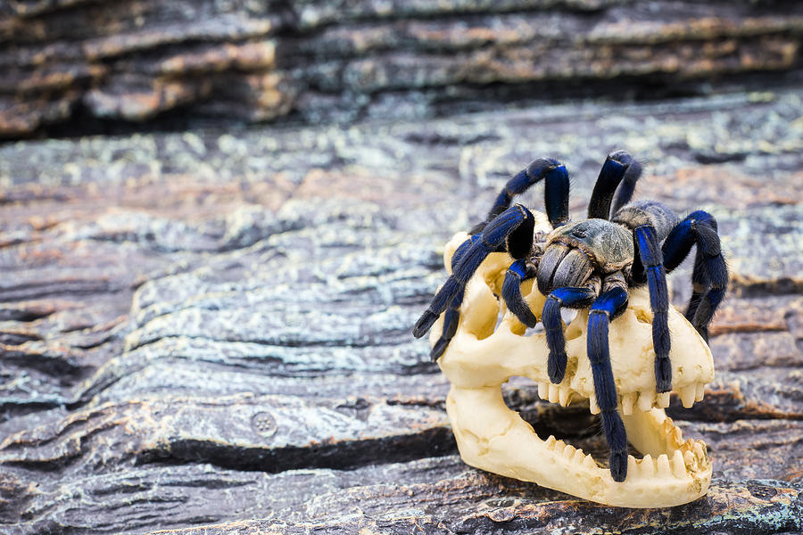 Closed up of adult Tarantula #3 Photograph by Pathara Buranadilok